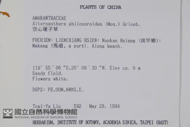 空心蓮子草藏品圖，第2張