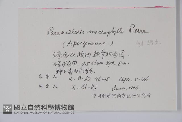 倒纓木藏品圖，第2張