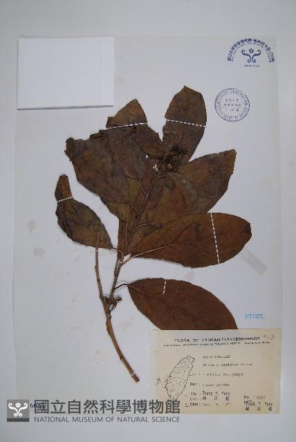 恆春厚殼樹藏品圖，第1張