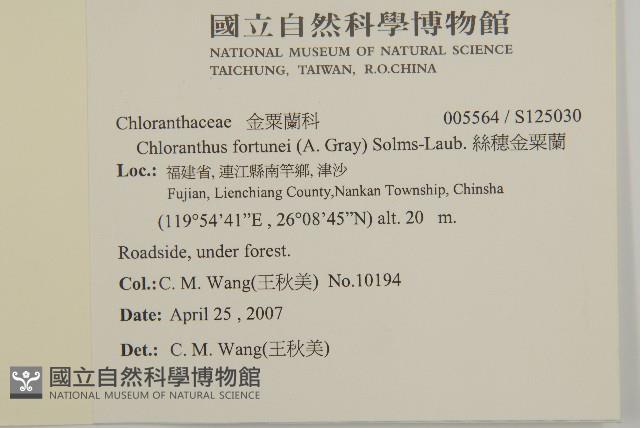 絲穗金粟蘭藏品圖，第2張