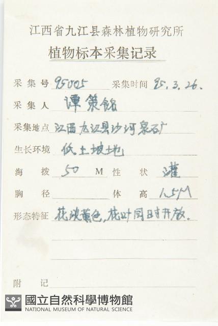 小葉胡頹子藏品圖，第2張