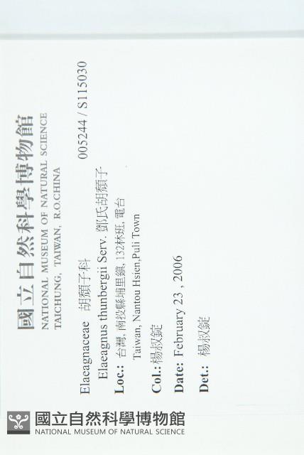 鄧氏胡頹子藏品圖，第2張