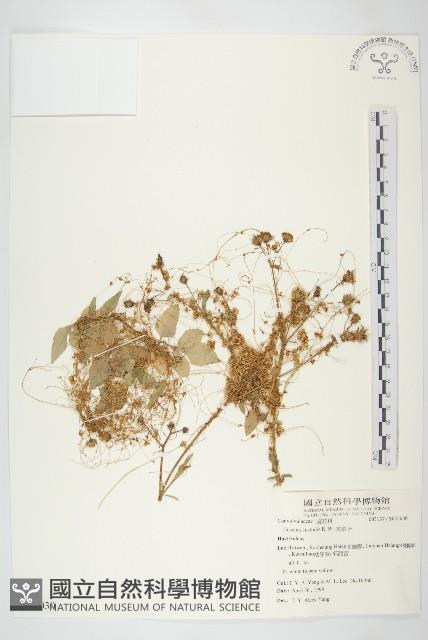 菟絲子藏品圖，第1張