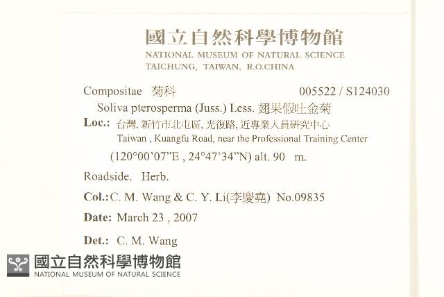 翅果假吐金菊藏品圖，第2張