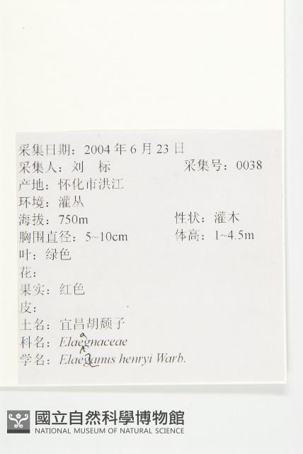 宜昌胡頹子藏品圖，第2張