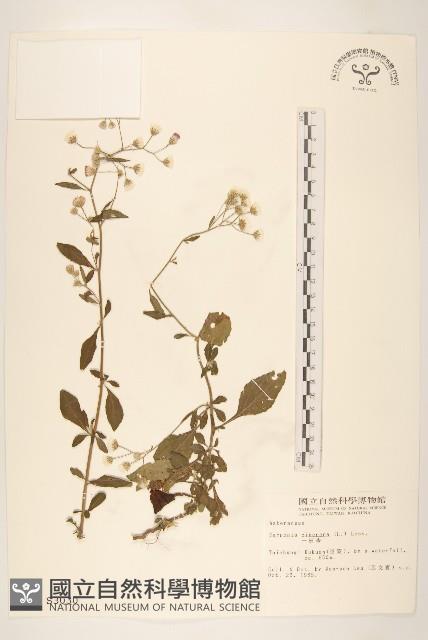 一枝香藏品圖，第1張