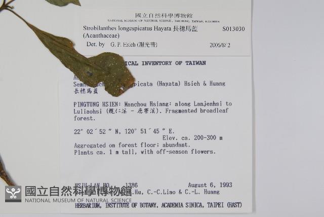 長穗馬藍藏品圖，第2張