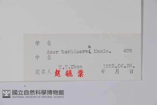 毛脈槭藏品圖，第2張