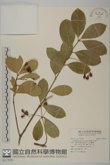 交趾衛矛藏品圖，第1張