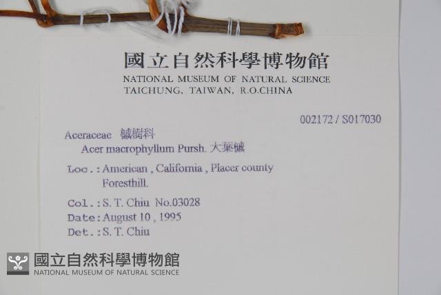 大葉槭藏品圖，第2張