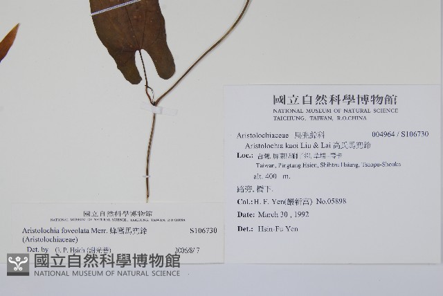 蜂窩馬兜鈴藏品圖，第2張