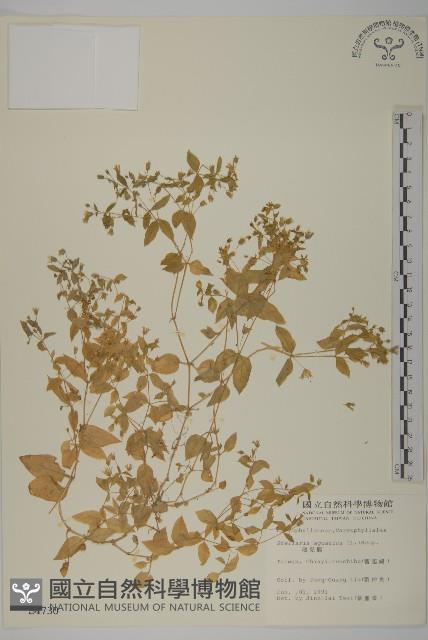 鵝兒腸藏品圖，第1張