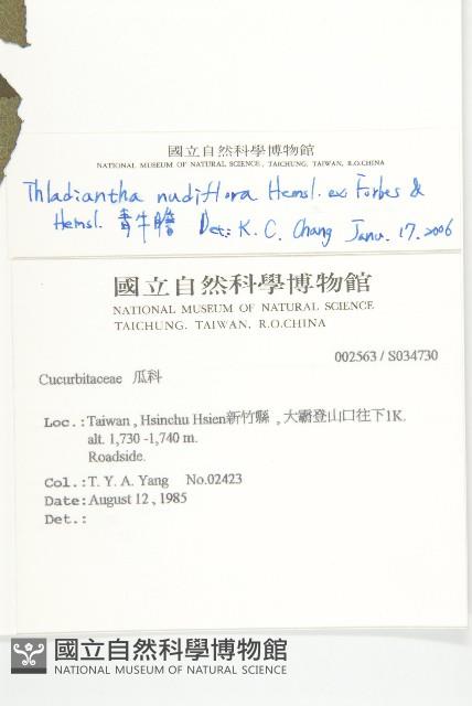 青牛膽藏品圖，第2張