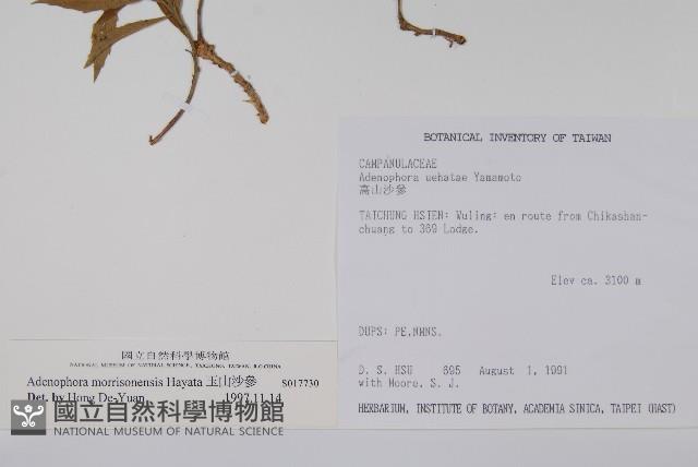 玉山沙參藏品圖，第2張