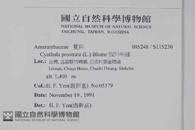 假川牛膝藏品圖，第2張