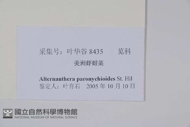 匙葉蓮子草藏品圖，第2張