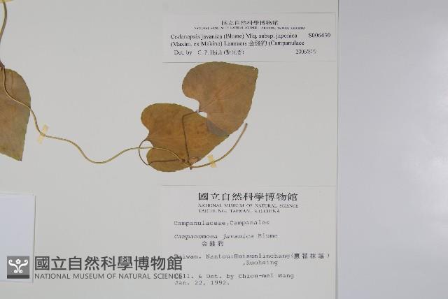 金錢豹藏品圖，第2張