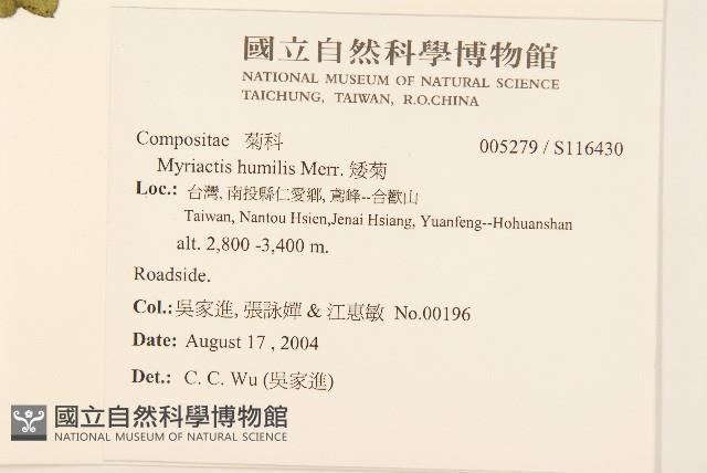 矮菊藏品圖，第2張