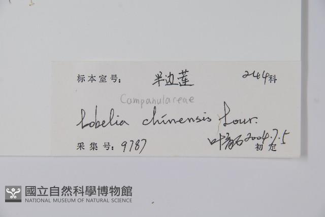 半邊蓮、鐮磨仔草藏品圖，第2張