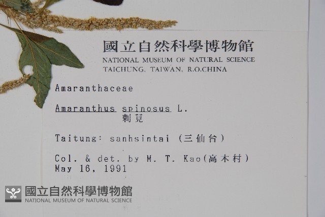 刺莧藏品圖，第2張