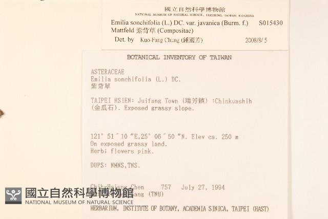 紫背草藏品圖，第2張