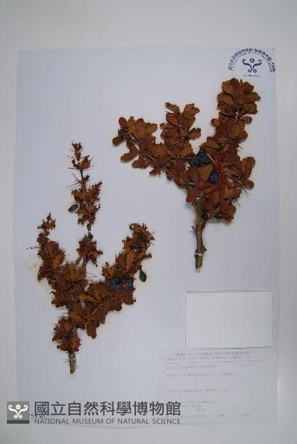 玉山小蘗藏品圖，第1張