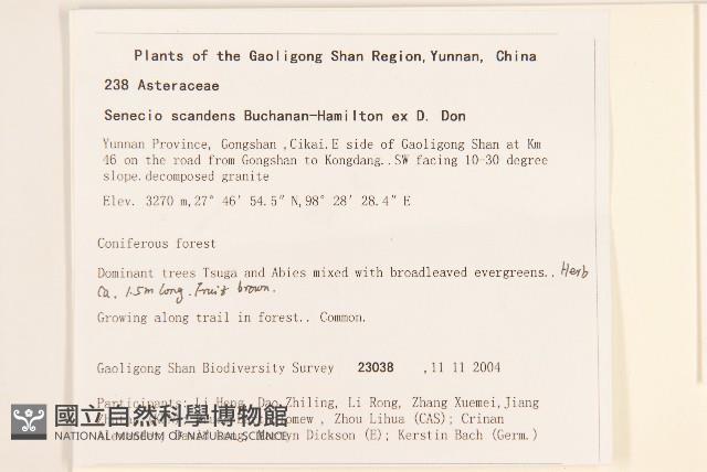 蔓黃菀藏品圖，第2張