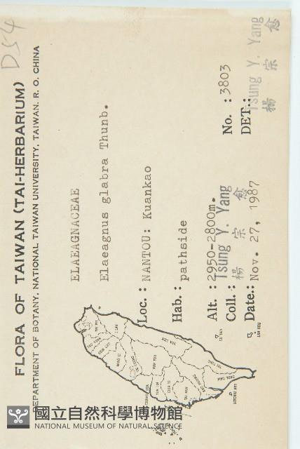 藤胡頹子藏品圖，第2張