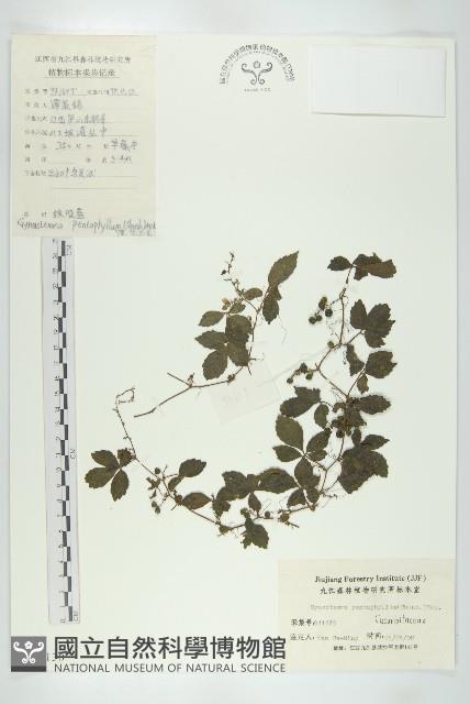 絞股藍藏品圖，第1張