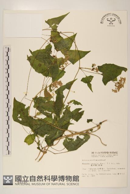 蔓澤蘭藏品圖，第1張