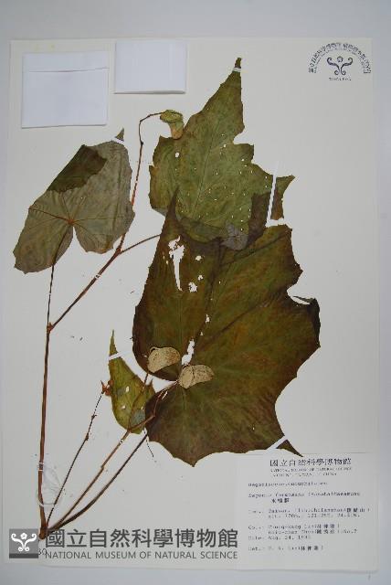 水鴨腳藏品圖，第1張