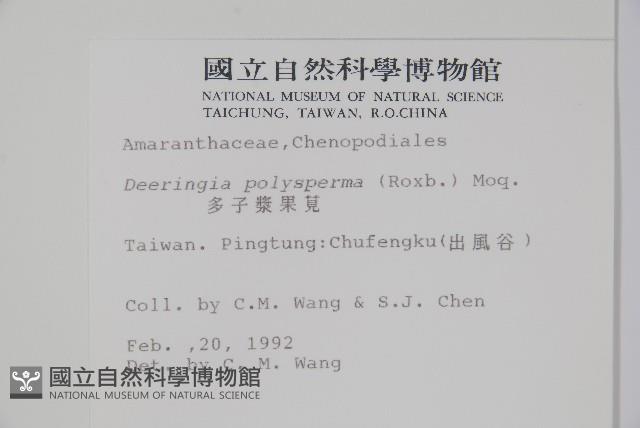 多子漿果莧藏品圖，第2張