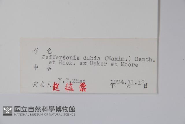 鮮黃連藏品圖，第2張