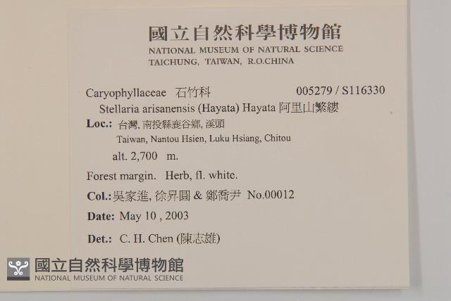 阿里山繁縷藏品圖，第2張