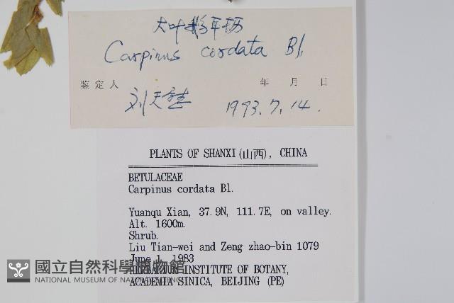 千金榆藏品圖，第2張