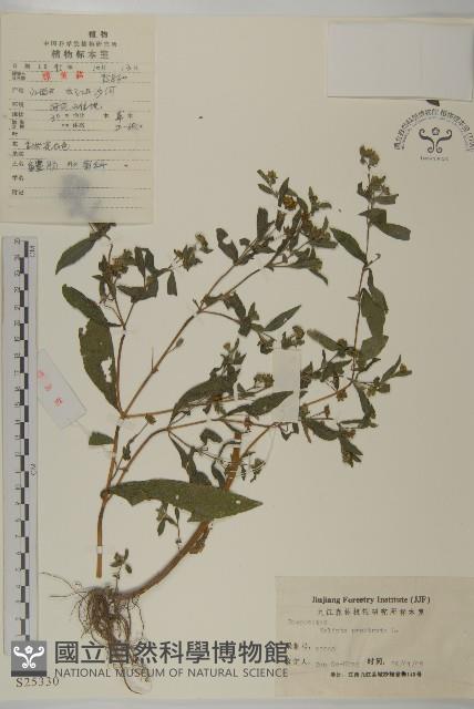 鱧腸藏品圖，第1張