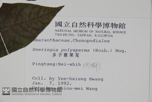 多子漿果莧藏品圖，第2張