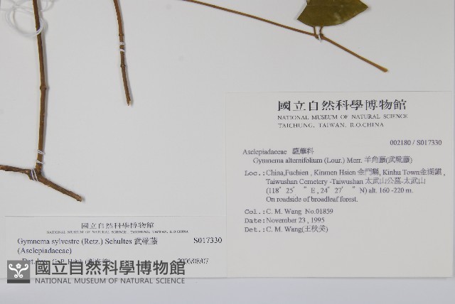 武靴藤藏品圖，第2張