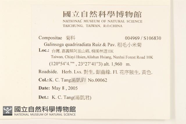 粗毛小米菊藏品圖，第2張