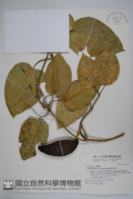 臺灣牛嬭菜藏品圖，第1張