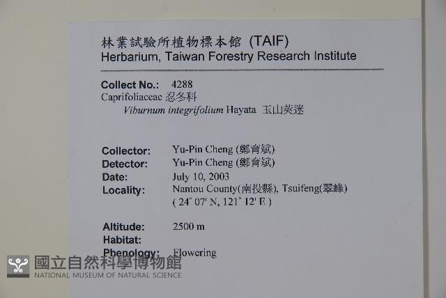 玉山糯米樹、狹葉糯米樹藏品圖，第2張