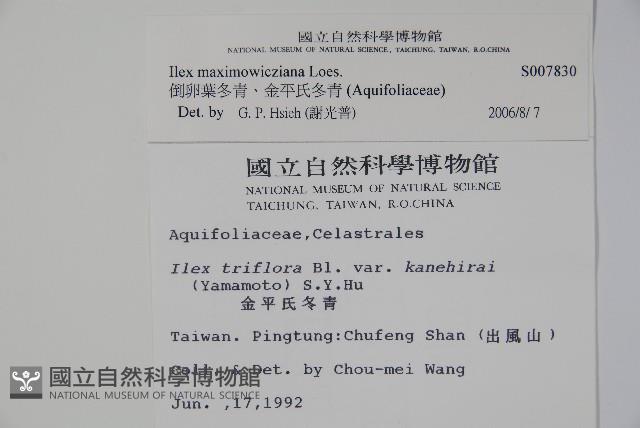 倒卵葉冬青、金平氏冬青藏品圖，第2張