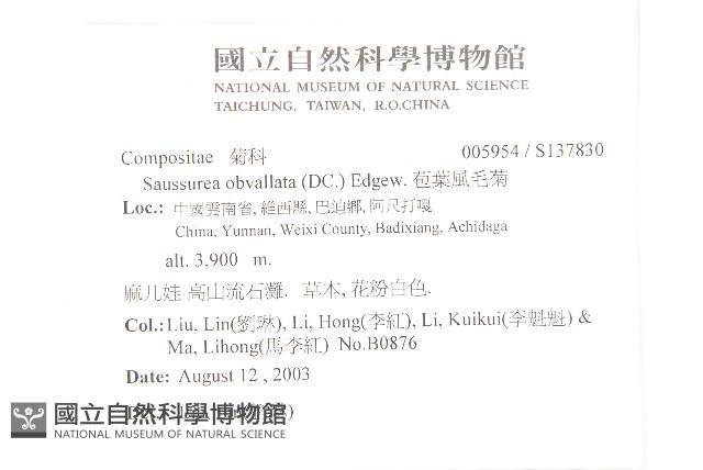 苞葉風毛菊藏品圖，第2張