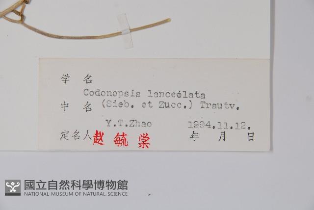 羊乳、四葉參藏品圖，第2張