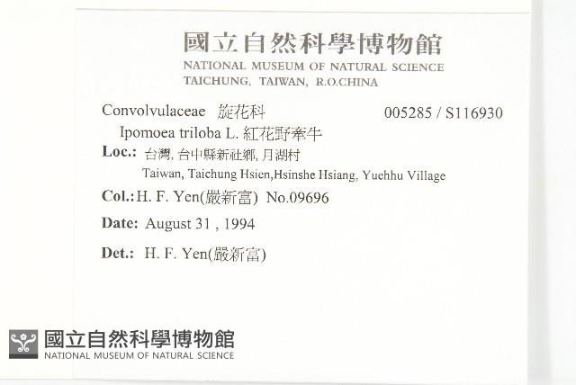 紅花野牽牛藏品圖，第2張