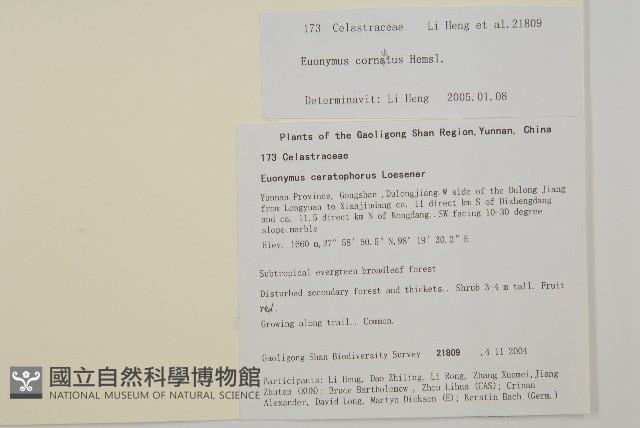 紅紫珠藏品圖，第2張