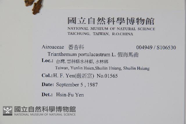 假海馬齒藏品圖，第2張