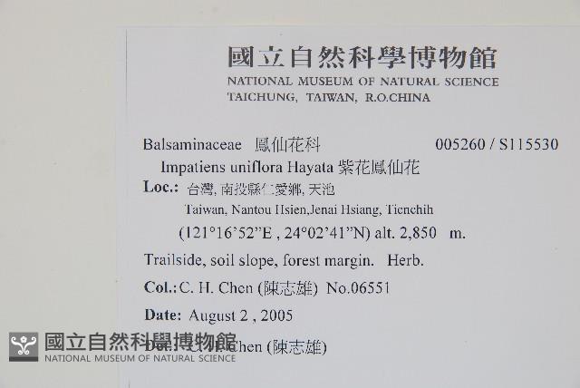 紫花鳳仙花藏品圖，第2張