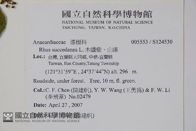 木蠟樹、山漆藏品圖，第2張