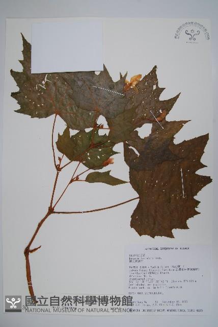 裂葉秋海棠藏品圖，第1張